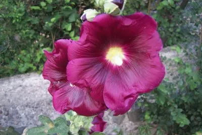 rose tremiÃ©re