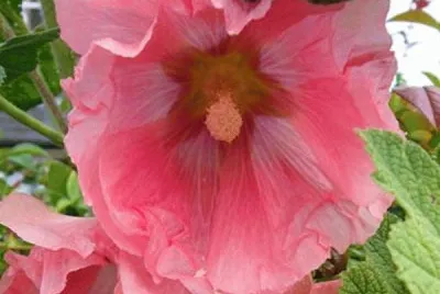 rose tremiÃ©re