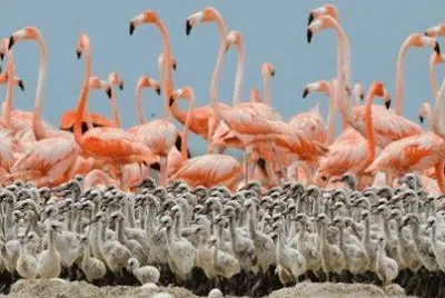 - flamingo