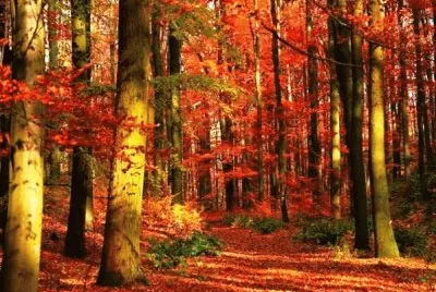 autumn 48 jigsaw puzzle