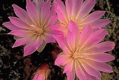 Bitteroot  Montana State Flower