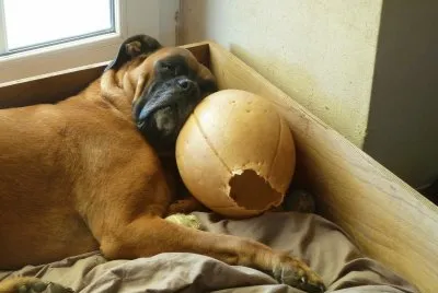 Grosse fatigue pour lui !