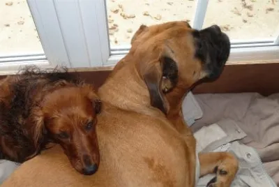 Delfi et Baya