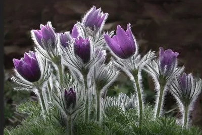 Native Prairie Crocus  USA