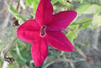 fleur de tabac