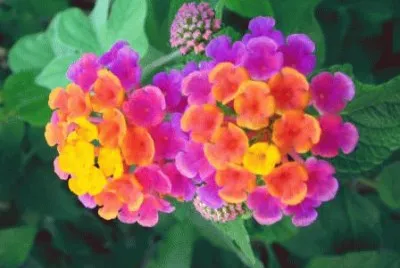 lantana