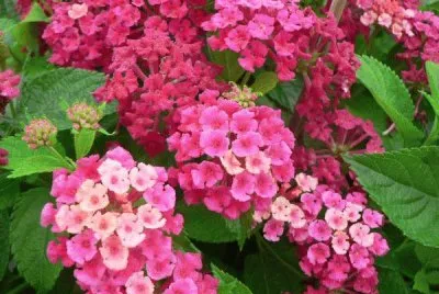 lantana