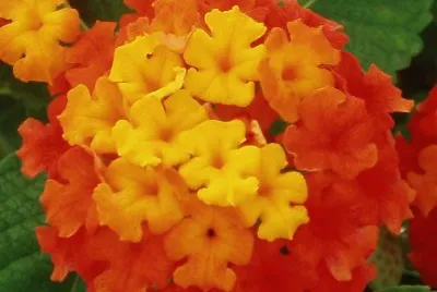 lantana