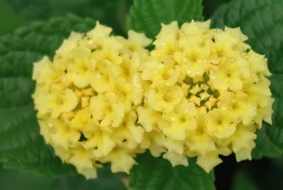 lantana