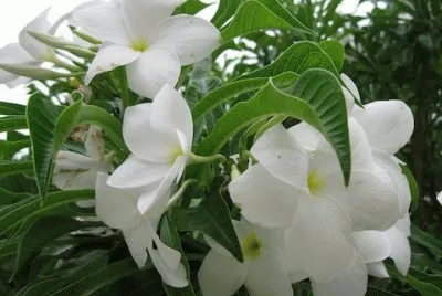 fleurs: frangipanier
