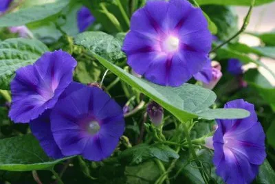 fleurs: ipomÃ©es