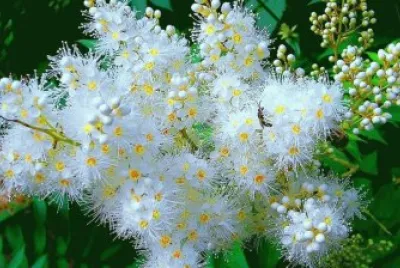 fleurs