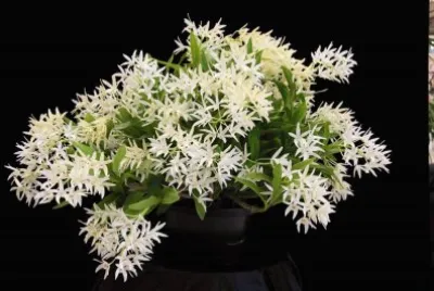 orchidÃ©es: dendobrium speciosa