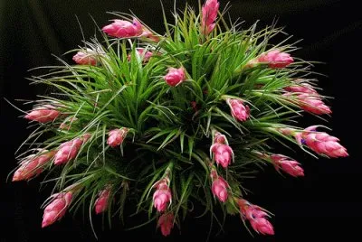 Tillandsia stricta