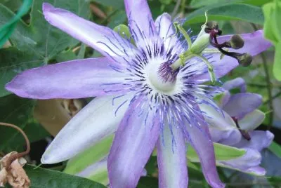 fleurs: passiflore