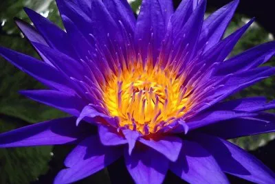 fleurs: nÃ©nuphar