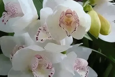 fleurs