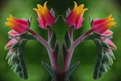 fleurs
