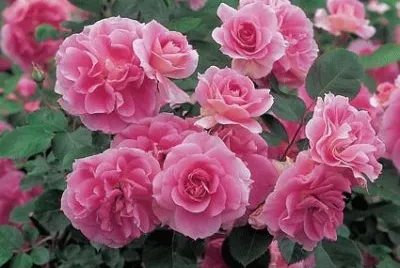 fleurs: roses