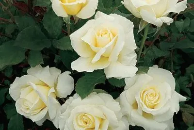 fleurs: roses