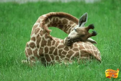 Girafa