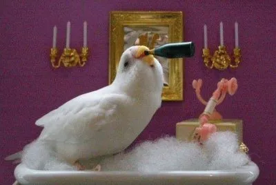 Calopsita maluquinha