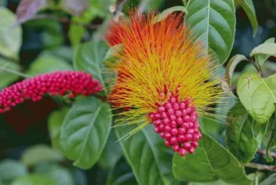 Tropical plant  Suriname