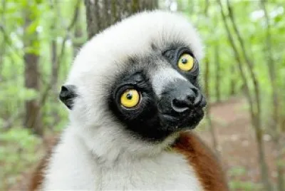 LEMUR