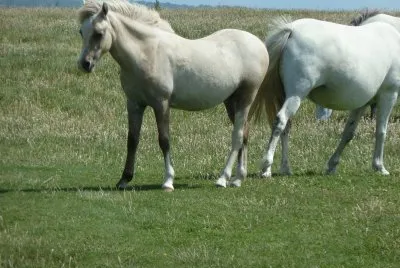 Wild ponies Pembrokeshire