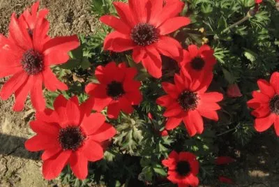 fleurs dÃ©tÃ©