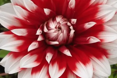 dahlia