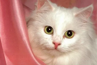 gatet
