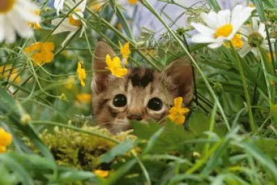 GATICO