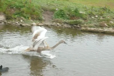 Swan