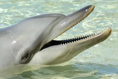 DELFIN
