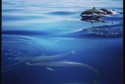 DELFINES