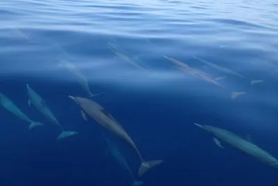 DELFINES