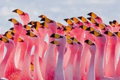 FLAMENCOS