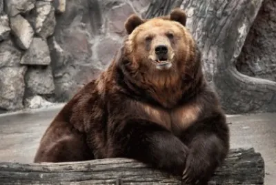 OSO