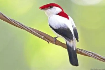 SALTARÃN DE ARAIPE jigsaw puzzle