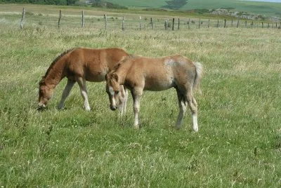 Wild ponies Pembrokeshire jigsaw puzzle