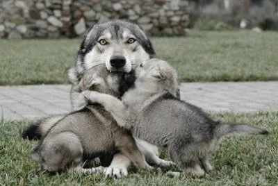 - bela mamÃ£e! jigsaw puzzle