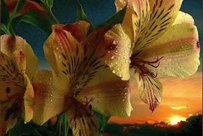 - bella. jigsaw puzzle