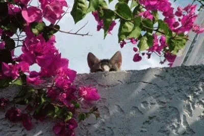 - escondido! jigsaw puzzle