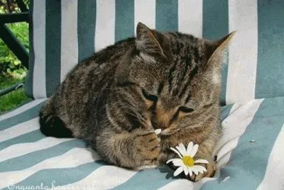 - mal me quer- bem me quero! jigsaw puzzle