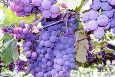 - uvas! jigsaw puzzle