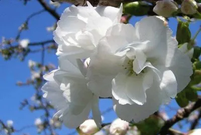 - voz do coraÃ§Ã£o jigsaw puzzle