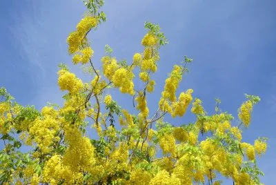 é»ƒé‡‘é›¨èŠ±