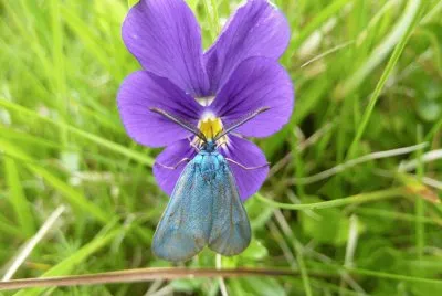 pensÃ©e  sauvage des vosges