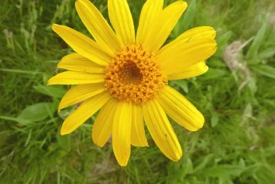 arnica